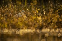 Biosphoto | 2558093 | Great Egret (Egretta alba) Great Egret with a dragonfly on its bill, Sologne, France. International Bird and Nature Competition 2023, category 
