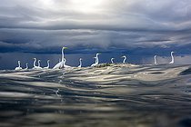 Biosphoto | 2455967 | Great egret (Egretta alba) in the water, mouth of the Rio Dulce, Gulf of Honduras, Livingston, Guatemala. | &copy; Óscar Díez Martínez / Biosphoto