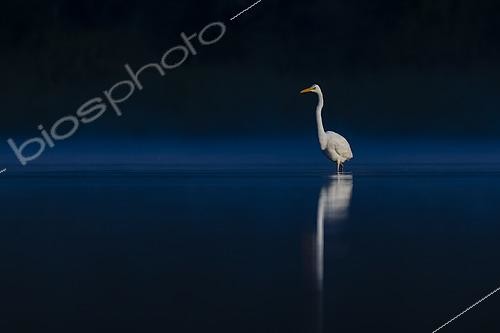 Biosphoto | 2609040 | Great Egret (Egretta alba) in the water, Sologne pond, Loir-et-Cher, Centre-Val de Loire, France | &copy; Guy Van Langenhove / Biosphoto