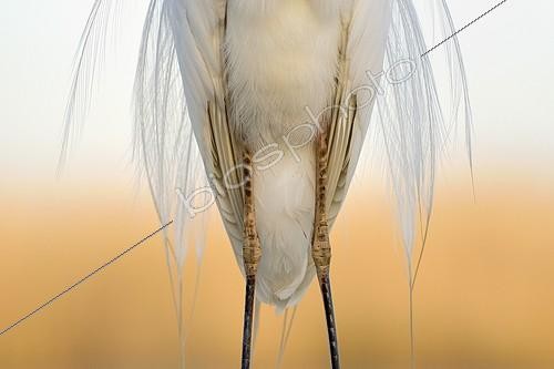 Biosphoto | 2048273 | Great Egret plumage - Hungary | &copy; Michel Poinsignon / Biosphoto
