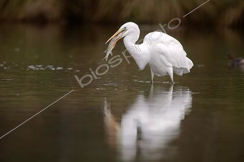 Biosphoto | 912675 | Great Egret swallowing a pike in a river France  | &copy; Christian Décout / Biosphoto