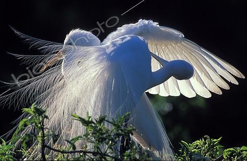 Biosphoto | 7612 | Great Egrets parading at nest. Florida USA | &copy; Theo Allofs / Biosphoto