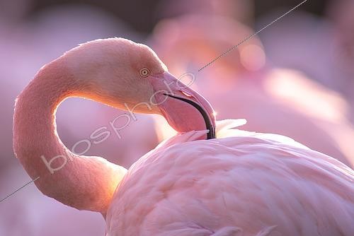Biosphoto | 2433401 | Great Flamingo (Phoenicopterus roseus) portrait, Camargue, France | &copy; Marc Homs & Pepi Compte / Biosphoto