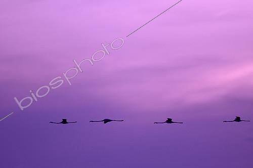 Biosphoto | 2279070 | Great Flamingoes (Phoenicopterus roseus) in flight at dawn, Camargue, France | &copy; Henry Ausloos / Biosphoto