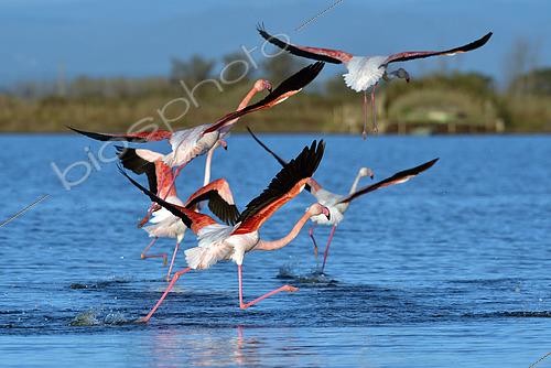 Biosphoto | 2550981 | Great Flamingoes (Phoenicopterus roseus) taking off, Etang de la Grande Maïre, Sérignan, Hérault, France | &copy; Thierry Le Quay / Biosphoto