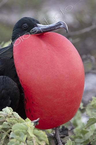 Biosphoto | 2435668 | Great frigatebird (Fregata minor) male displaying, Isla Genovesa, Galapagos Islands | &copy; Michel Gunther / Biosphoto