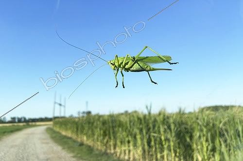 Biosphoto | 2610060 | Great green bush-cricket (Tettigonia viridissima) female on a summer evening, posed and seen through the windshield of a car, Auvergne, France | &copy; Monique Morin / Biosphoto