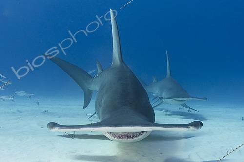 Biosphoto | 2453187 | Great Hammerhead Shark, Sphyrna mokarran. The largest species of hammerhead shark attaining lengths of upto 6m. South Bimini Island, Bahamas, Caribbean Sea. | &copy; Andy Murch / Biosphoto