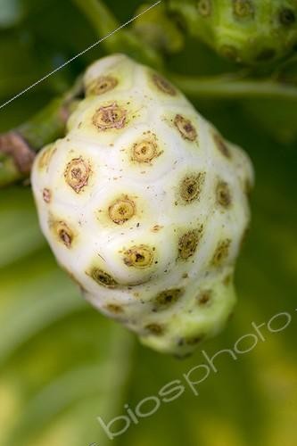 Biosphoto | 610577 | Great morinda, Indian mulberry or Noni (Morinda citrifolia) fruit in a garden of Martinique Island | &copy; Laurent Rebelle / Biosphoto