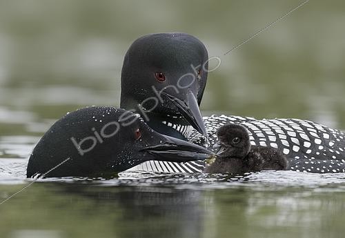 Biosphoto | 2448001 | Great Northern Loon (Gavia immer) pair with chick, British Columbia, Canada | &copy; Alan Murphy / BIA / Biosphoto