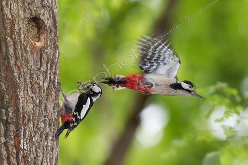 Biosphoto | 2088936 | Great Spotted Woodpecker (Dendrocopos major) feeding into a cavity in the spring, Canton of Geneva, Switzerland. | &copy; Christian Fosserat / Biosphoto