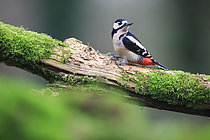 Biosphoto | 2619555 | Great spotted woodpecker (Dendrocopos major) female foraging on an old dead trunk, France. | &copy; Christophe Perelle / Biosphoto