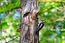 Biosphoto | 2621176 | Great Spotted Woodpecker (Dendrocopos major) feeding a chick in the nest, polypores on a dead tree, bank of the Meurthe River, Moulin Noir Champigneulles, Lorraine, France. | &copy; Stéphane Vitzthum / Biosphoto