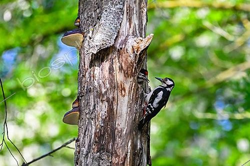 Biosphoto | 2621176 | Great Spotted Woodpecker (Dendrocopos major) feeding a chick in the nest, polypores on a dead tree, bank of the Meurthe River, Moulin Noir Champigneulles, Lorraine, France. | &copy; Stéphane Vitzthum / Biosphoto