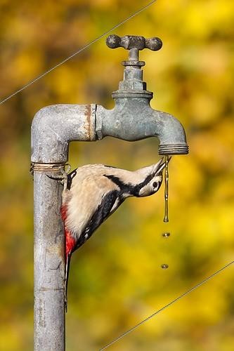Biosphoto | 1822055 | Great Spotted Woodpecker drinking water from a tap GB | &copy; Frédéric Desmette / Biosphoto