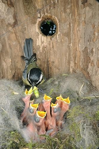 Biosphoto | 1366483 | Great tit feeding its brood in a nest box Doubs France | &copy; Dominique Delfino / Biosphoto