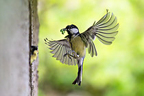 Biosphoto | 2629098 | Great tit (Parus major) feeding in flight with a caterpillar in its beak, Marbache, Lorraine, France. | &copy; Stéphane Vitzthum / Biosphoto