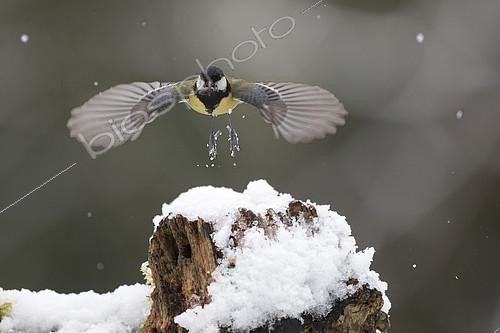 Biosphoto | 2088517 | Great Tit (Parus major), Flying to the manger in winter, Country Garden, Lorraine, France | &copy; André Simon / Biosphoto