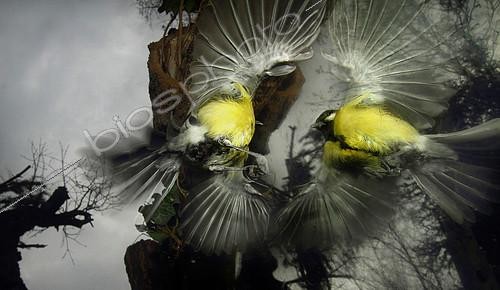 Biosphoto | 2081607 | Great tit (Parus major) mirror fight | &copy; Zoltan Ritzel / Biosphoto