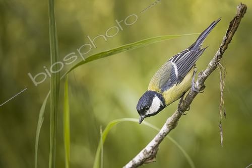 Biosphoto | 2612800 | Great tit (Parus major) on a dead branch, Vaucluse, France. | &copy; Alain Roux / Biosphoto