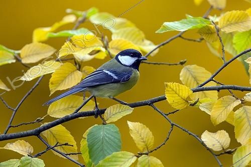 Biosphoto | 2059516 | Great Tit (Parus major), Put on an European hornbeam branch in the fall in a country garden, Lorraine, France | &copy; André Simon / Biosphoto