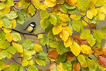 Biosphoto | 2067230 | Great tit (Parus major) Tit amongst autumn leaves, England, Autumn | &copy; Frédéric Desmette / Biosphoto