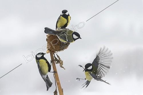 Biosphoto | 1987217 | Great Tits on a Sunflower - Balkans Bulgaria  | &copy; André Simon / Biosphoto