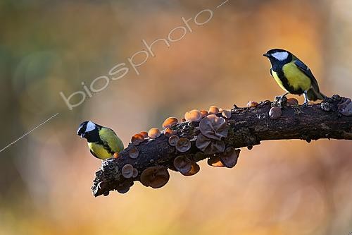 Biosphoto | 2625882 | Great tits (Parus major) in autumn perched on a branch adorned with mushrooms, Oudrenne, Lorraine, France. | &copy; Michel Poinsignon / Biosphoto