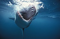 Biosphoto | 700390 | Great White Shark biting in the empty South Africa | &copy; Brandon Cole / Biosphoto