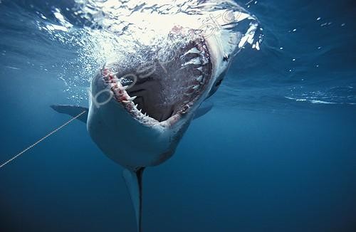 Biosphoto | 700390 | Great White Shark biting in the empty South Africa | &copy; Brandon Cole / Biosphoto