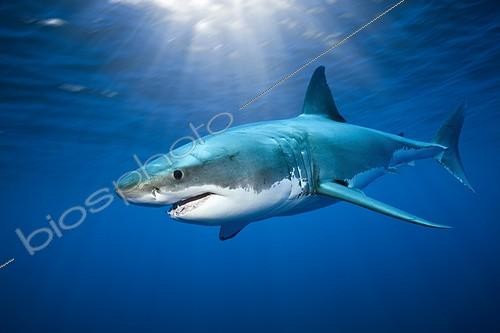 Biosphoto | 1984204 | Great White Shark - Guadalupe Island Baja California Mexico | &copy; Reinhard Dirscherl / Biosphoto