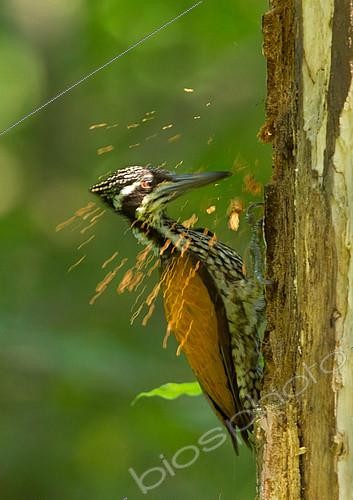 Biosphoto | 2411091 | Greater Flameback (Chrysocolaptes guttacristatus) female, Darjeeling, India | &copy; Debapratim Saha / BIA / Biosphoto