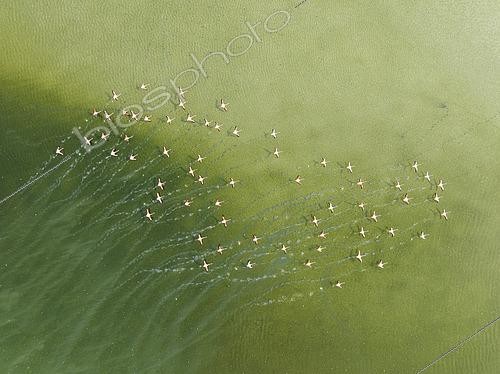 Biosphoto | 2577457 | Greater Flamingo (Phoenicopterus roseus). Taking off at a shallow lagoon. Aerial view. Drone shot. Cádiz province, Andalusia, Spain. | &copy; Thomas Dressler / Biosphoto