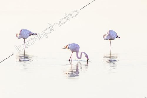 Biosphoto | 2563566 | Greater Flamingos (Phoenicopterus roseus), Camargue, France | &copy; David Tatin / Biosphoto