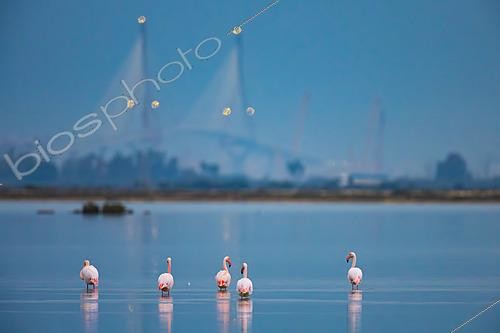 Biosphoto | 2627766 | Greater Flamingos (Phoenicopterus roseus) in a wetland with the Constitution of 1812 Bridge, locally known as Puente de la Pepa, in the background, Puerto Real, Cádiz, Spain | &copy; Pablo Barrena / Biosphoto