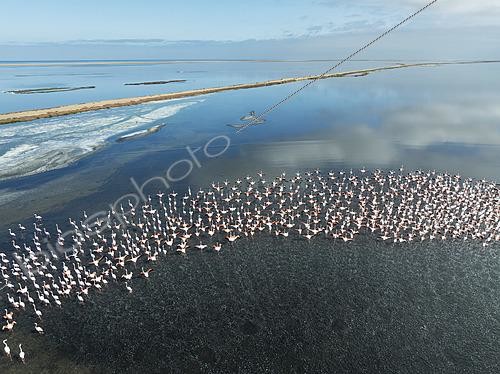 Biosphoto | 2622112 | Greater Flamingos (Phoenicopterus ruber) at the Walvis Bay lagoon. Aerial view. Drone shot. Walvis Bay, Namibia. | &copy; Thomas Dressler / Biosphoto