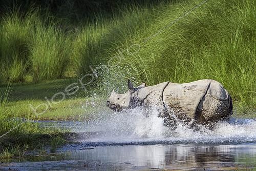 Biosphoto | 2103016 | Greater One-horned Rhinoceros (Rhinoceros unicornis) running in water, Bardia national park, Nepal | &copy; Patrice Correia / Biosphoto
