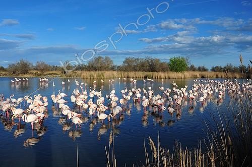 Biosphoto | 2045830 | Greater Rosy Flamingos at rest in marshes - Camargue France ;  the Ornithological park of Pont de Gau, created in 1949 by Andre Lamouroux, welcome the bird lovers who can discover many species of birds (here pink flamingoes) along 6km of footpaths.  | &copy; Antoine Lorgnier / Biosphoto