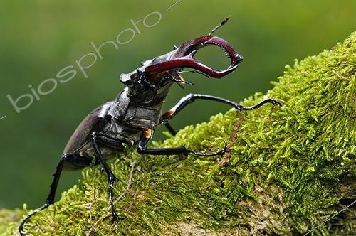 Biosphoto | 1162226 | Greater Stag Beetle male walking on a branch of Oak France | &copy; Roger Dauriac / Biosphoto