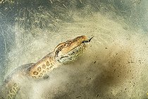 Biosphoto | 2404872 | Green anaconda, (Eunectes murinus), the largest snake in the world, female can reach impressive proportions; over 6 m in length, 30 cm in diameter and more than 200 kg. Formoso River, Bonito, Mato Grosso do Sul, Brazil. 1st place, jury price, Montier en der festival 2018. | &copy; Franco Banfi / Biosphoto