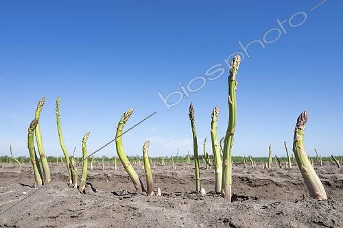 Biosphoto | 2593481 | Green asparagus (Asparagus) growing in an asparagus field, Lower Saxony, Germany, Europe | &copy; Frank Sommariva / imageBROKER / Biosphoto