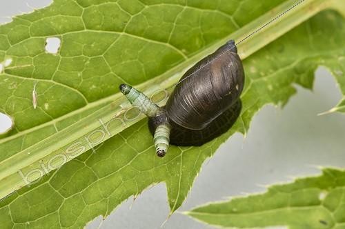 Biosphoto | 2065530 | Green-banded broodsac (Leucochloridium paradoxum) infecting Amber snail. Kværkeby mose, Denmark in July | &copy; Steen Drozd Lund / Biosphoto