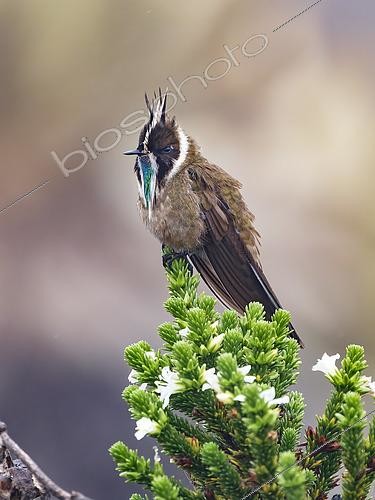 Biosphoto | 2608862 | Green-bearded Helmetcrest (Oxypogon guerinii), male perched on heath, Cundinamarca, Colombia | &copy; Ignacio Yufera / Biosphoto