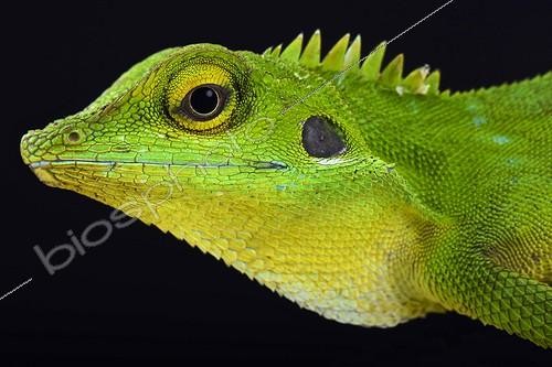 Biosphoto | 2063873 | Green crested lizard (Bronchocela cristatella), Malaysia | &copy; Matthijs Kuijpers / Biosphoto