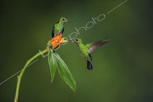 Biosphoto | 2100406 | Green-crowned brilliant (Heliodoxa jacula), females perched and feeding on flower, Costa Rica | &copy; Ignacio Yufera / Biosphoto
