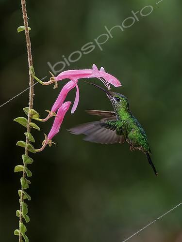 Biosphoto | 2608866 | Green-crowned Brilliant (Heliodoxa jacula), female, feeding and pollinating Columnea chiriquensis flower, Chiriqui Highlands, Panama | &copy; Ignacio Yufera / Biosphoto