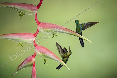 Biosphoto | 2100408 | Green-crowned brilliant (Heliodoxa jacula), male and female on heliconia flower, Costa Rica, July | &copy; Ignacio Yufera / Biosphoto