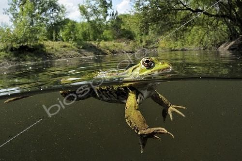 Biosphoto | 1362841 | Green Frog in water Prairies du Fouzon France  | &copy; Bruno Guénard / Biosphoto