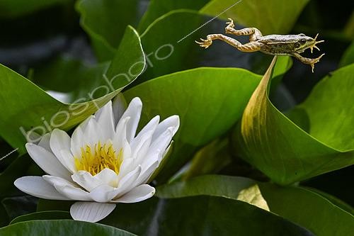 Biosphoto | 2561939 | Green frog jumping from a white water lily in bloom, Jean-Marie Pelt Botanical Garden, Nancy, Lorraine, France | &copy; Stéphane Vitzthum / Biosphoto