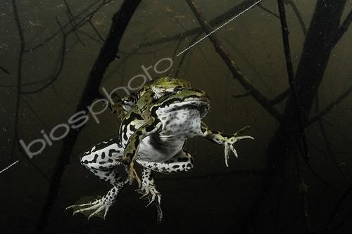 Biosphoto | 1362833 | Green Frog mating Prairies du Fouzon France  ; Price Other Wildlife Montier-en-Der 2011 | &copy; Bruno Guénard / Biosphoto